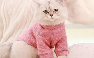 为什么要给猫咪穿毛衣