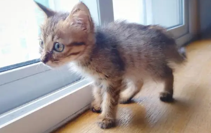 猫咪偶尔站立不稳是为什么原因