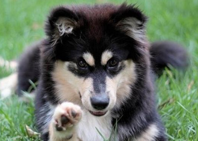 芬兰拉普猎犬卧倒怎么训练,感兴趣的看看~ 芬兰拉普猎犬卧倒怎么训练,感兴趣的看看~