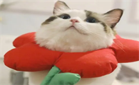 只有我没有猫