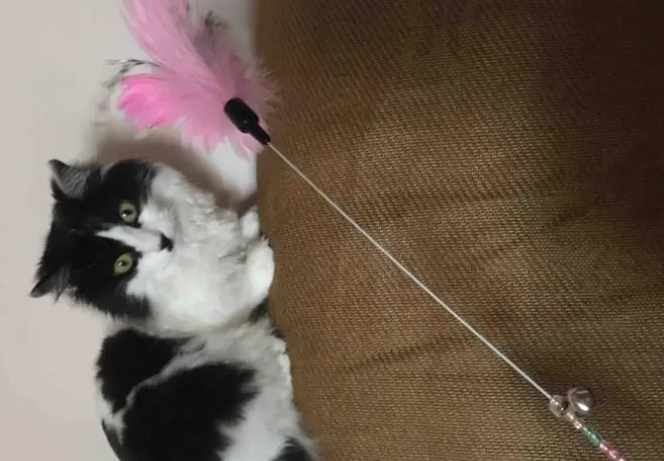 逗猫棒怎么样 逗猫棒怎么样