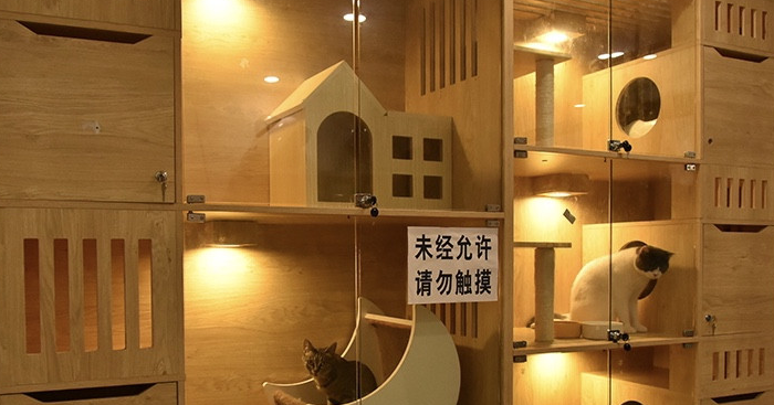 宠物店可以寄养吗 宠物店可以寄养吗