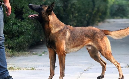 新手养马犬要注意什么?一文告诉你! 新手养马犬要注意什么?一文告诉你!