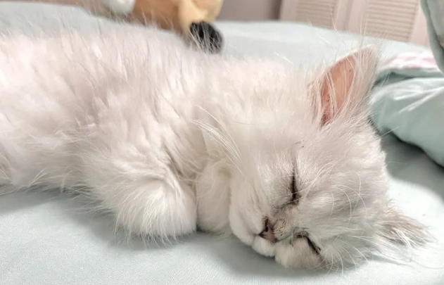 猫咪睡着了没声音是为什么 猫咪睡着了没声音是为什么