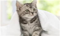 猫咪毛囊受损是什么原因