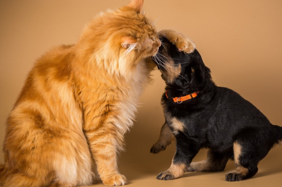 猫和狗有什么不同之处