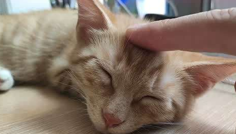 猫咪睡觉为什么不让碰脸颊