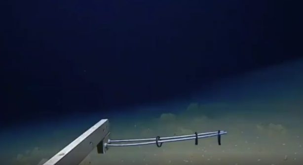 日本8336米深海发现怪鱼：或为最深海域的鱼类