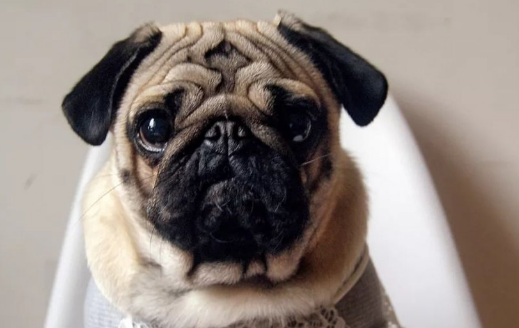 巴哥犬不能吃什么水果?哪些不能吃? 巴哥犬不能吃什么水果?哪些不能吃?
