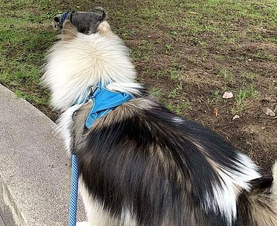 狗狗发现失明小猫秒冲过去，好心主人收编带回家