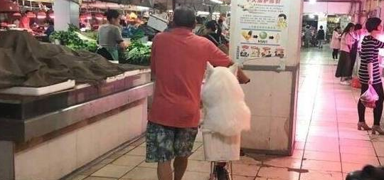 萨摩耶一脸委屈蹲在车上,路人纷纷停下来围观 萨摩耶一脸委屈蹲在车上,路人纷纷停下来围观