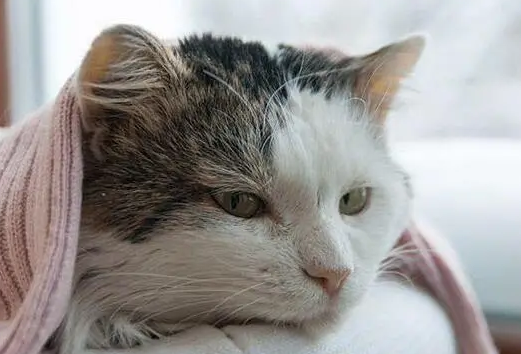 猫咪恨主人的十种表现 猫咪恨主人的十种表现