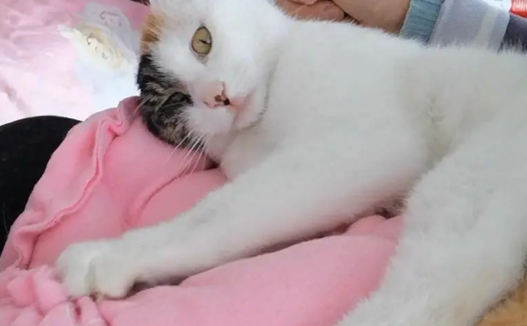 猫是道教的什么仙 猫是道教的什么仙