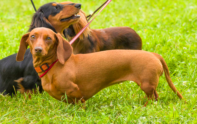 腊肠犬怎么自制狗粮?在家要学起来 腊肠犬怎么自制狗粮?在家要学起来