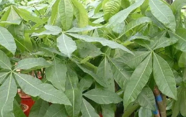 养猫咪可以养的植物