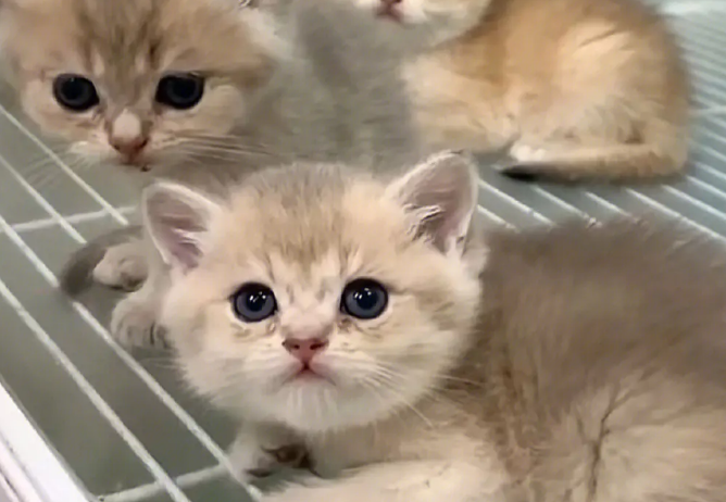 小奶猫刚到家里怎么养？这几个方面要注意