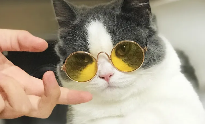 抖音猫咪博主排行榜