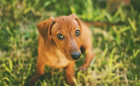 腊肠犬皮肤病怎么办？不知道的快看
