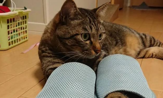 猫挠拖鞋什么原因
