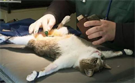 猫咪绝育为什么还会打滚呢