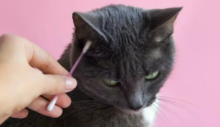 猫咪会挖人耳朵的原因是 猫咪会挖人耳朵的原因是