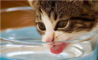猫咪喝水就呛为什么