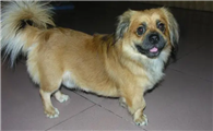 西藏猎犬怎么养?饲养方法已奉上