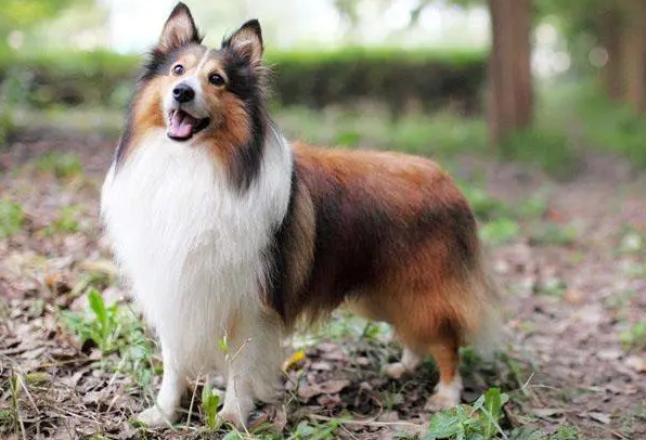 喜乐蒂牧羊犬怎么训练?我来教你啊~ 喜乐蒂牧羊犬怎么训练?我来教你啊~