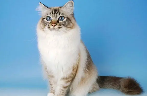 伯曼猫初次交配要注意什么?铲屎官来看看吧 伯曼猫初次交配要注意什么?铲屎官来看看吧