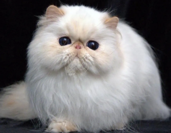 喜马拉雅猫尿结石怎么办?具体看这里! 喜马拉雅猫尿结石怎么办?具体看这里!