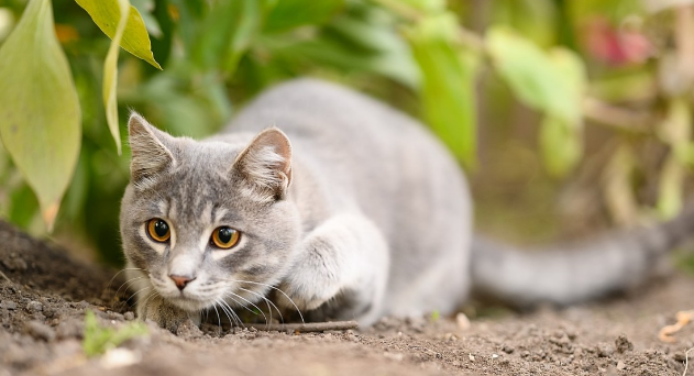 如果这世界猫消失了