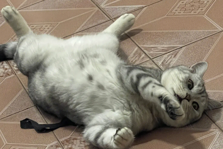 猫咪的肚子为什么很大很圆 猫咪的肚子为什么很大很圆