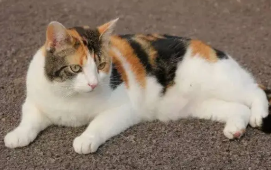 日本短尾猫抽搐怎么办？原因有哪些？