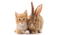 养兔子臭还是养猫臭