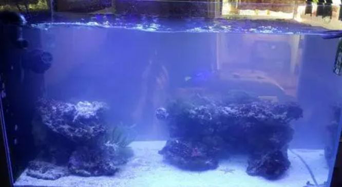 鱼缸里加了庆大霉素水变白