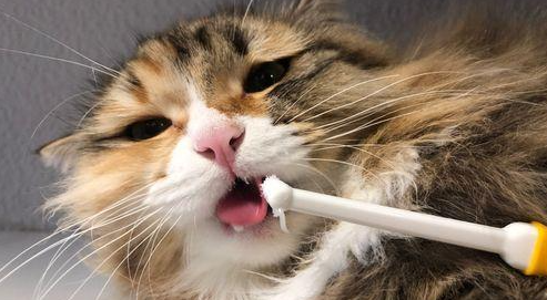 为什么牙刷刷猫咪会流泪呢 为什么牙刷刷猫咪会流泪呢