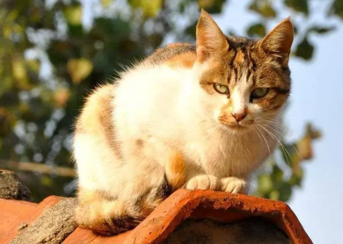 宠物猫离家出走会回来吗为什么 宠物猫离家出走会回来吗为什么