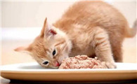 猫猫为啥不吃饭