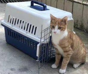 宠物猫可以快递吗