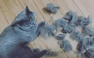 猫咪掉毛为什么还叫