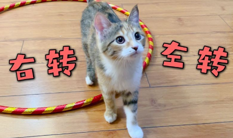 为什么猫咪转圈不会晕倒