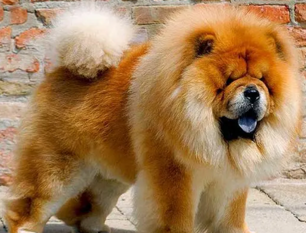 松狮犬怎么配种?来get下吧 松狮犬怎么配种?来get下吧