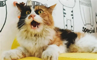 三花猫上门是吉还是祸