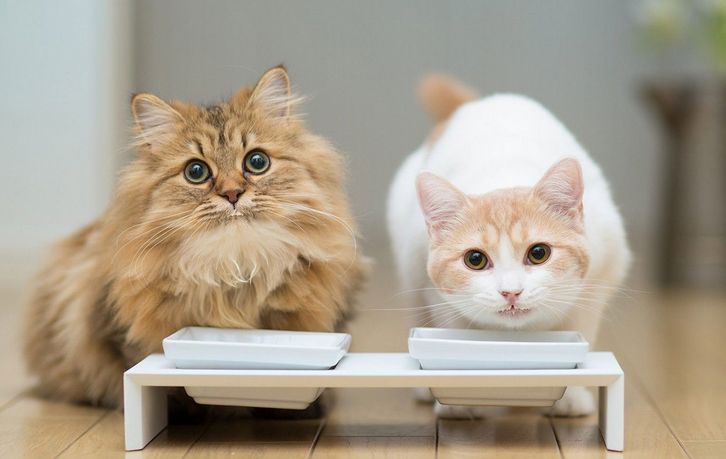 猫咪为什么要养猫窝里的猫