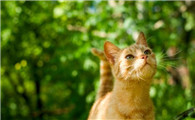 小猫每天在想什么