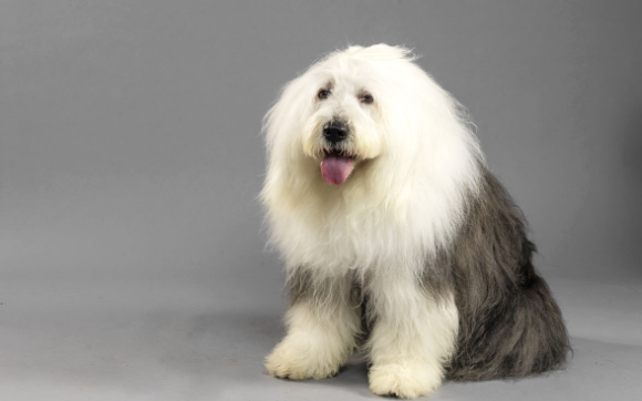 古代牧羊犬不能吃什么东西?不懂的朋友来看看~ 古代牧羊犬不能吃什么东西?不懂的朋友来看看~