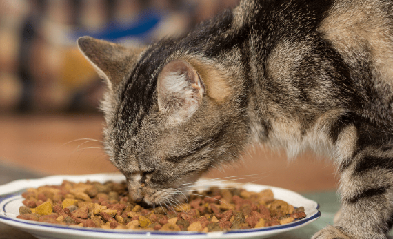 宠物医院卖猫粮吗