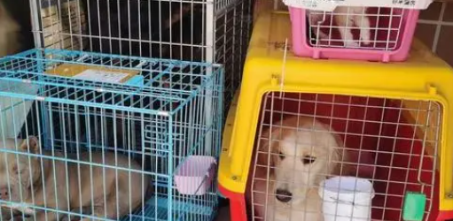 宠物活体托运是什么物流公司 宠物活体托运是什么物流公司