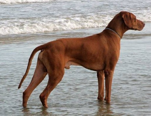 罗得西亚脊背犬拉肚子吃什么？主人来看看