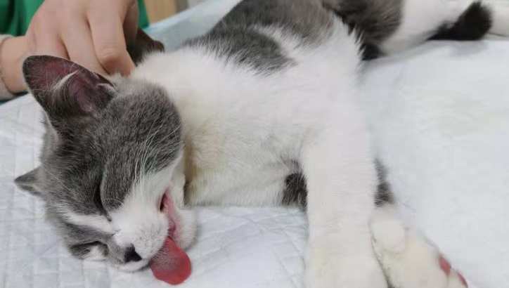 猫咪绝育为什么要输液几天才能好